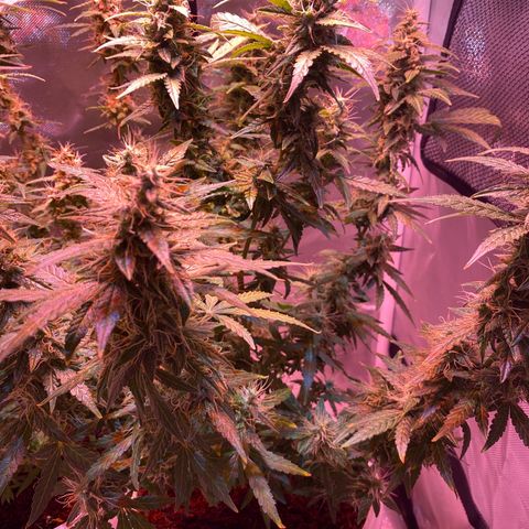 Blueberry Auto growlog timeline photo