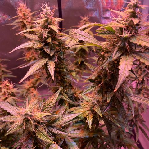 Blueberry Auto growlog timeline photo