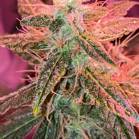 Blueberry Auto growlog timeline photo