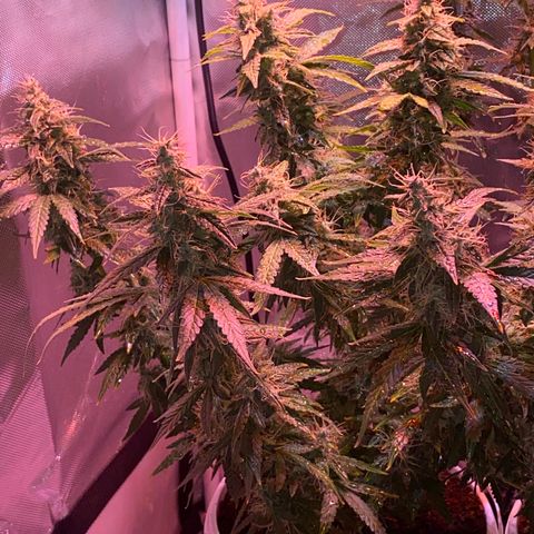 Blueberry Auto growlog timeline photo