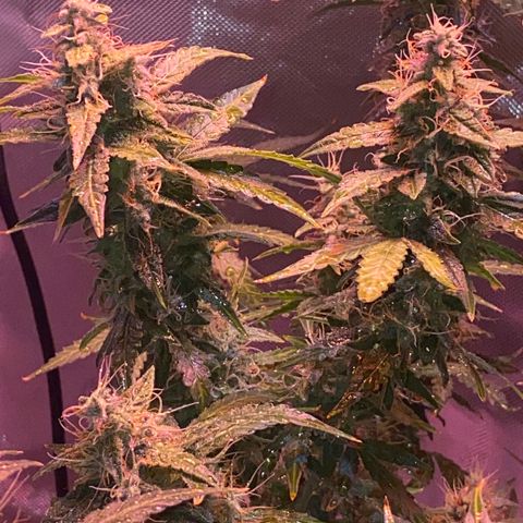 Blueberry Auto growlog timeline photo