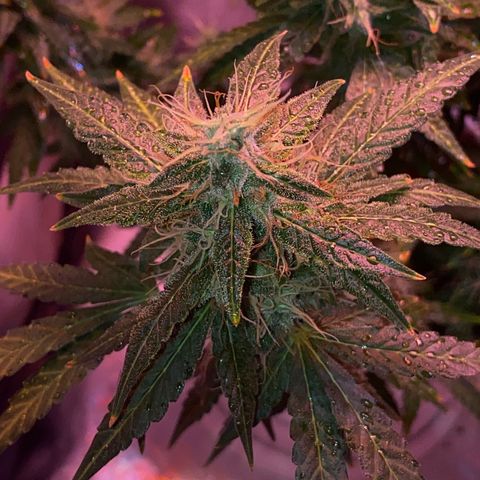 Blueberry Auto growlog timeline photo