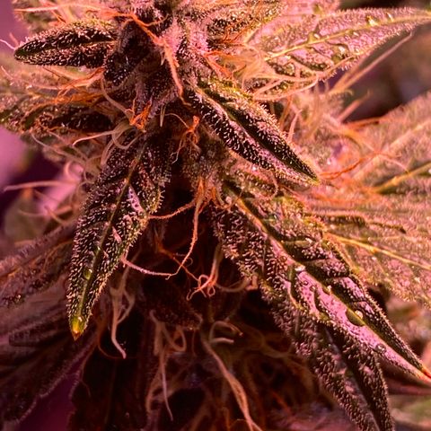 Blueberry Auto growlog timeline photo