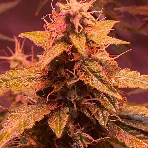 Blueberry Auto growlog timeline photo