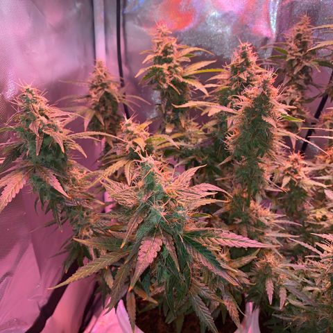 Blueberry Auto growlog timeline photo