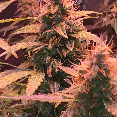 Blueberry Auto growlog timeline photo