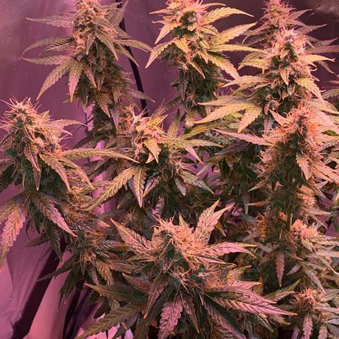 Blueberry Auto growlog timeline photo
