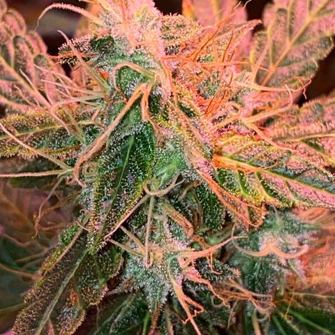 Blueberry Auto growlog timeline photo