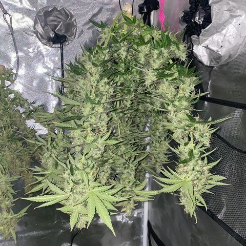 Blueberry Auto growlog timeline photo