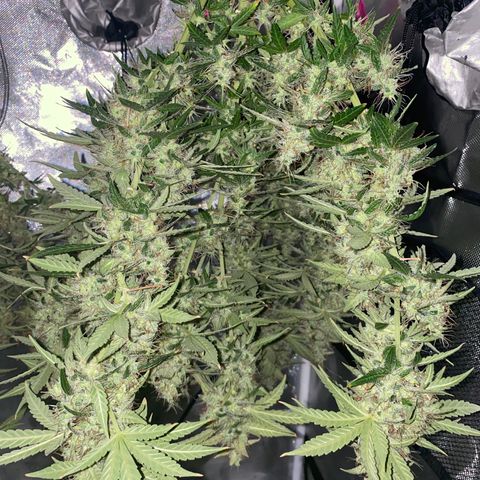 Blueberry Auto growlog timeline photo