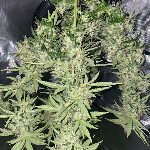 Blueberry Auto growlog timeline photo