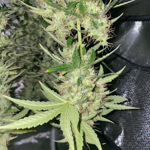 Blueberry Auto growlog timeline photo