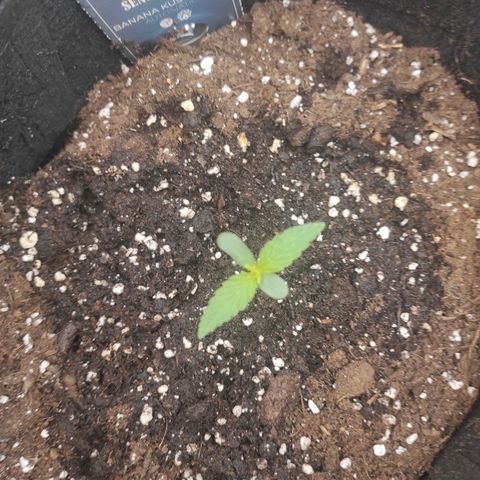 Banana Kush Cake Automatic growlog timeline photo