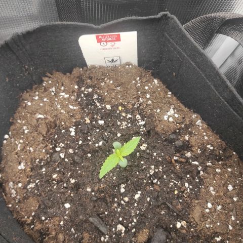 Master Kush Automatic growlog timeline photo