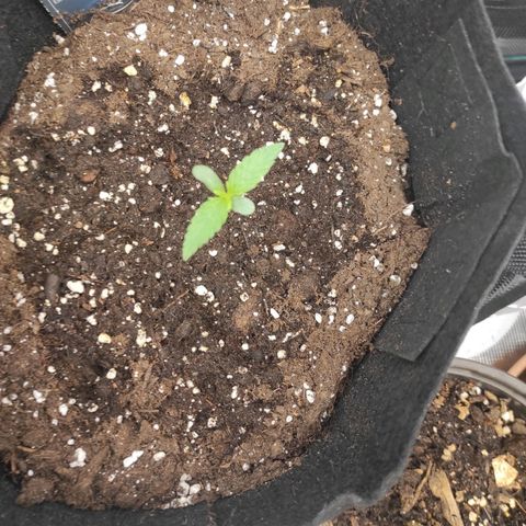 Banana Kush Cake Automatic growlog timeline photo