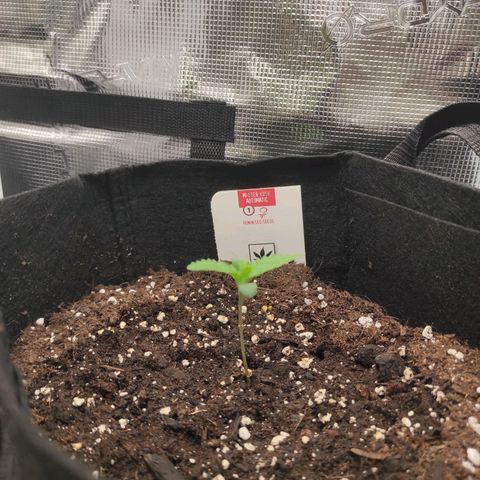 Master Kush Automatic growlog timeline photo