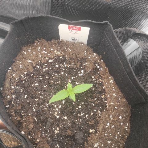 Master Kush Automatic growlog timeline photo
