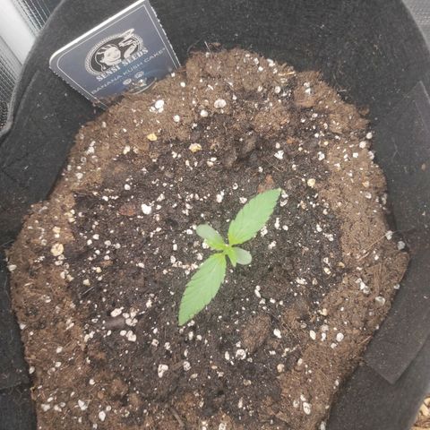 Banana Kush Cake Automatic growlog timeline photo