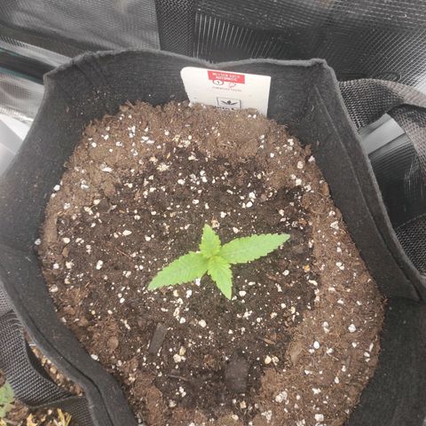 Master Kush Automatic growlog timeline photo