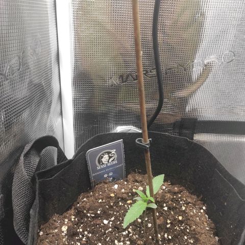 Banana Kush Cake Automatic growlog timeline photo