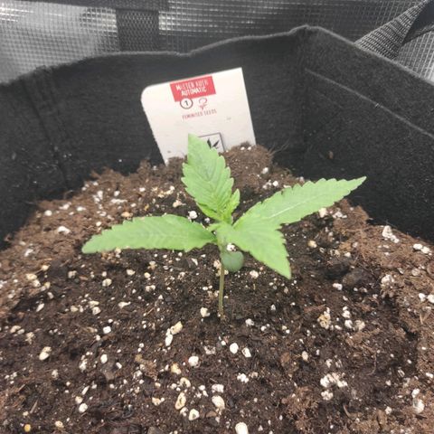 Master Kush Automatic growlog timeline photo