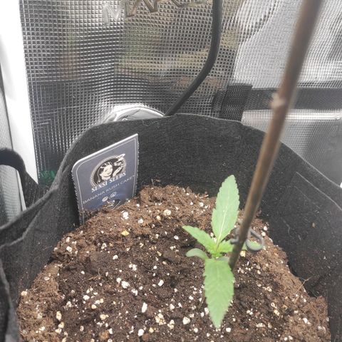 Banana Kush Cake Automatic growlog timeline photo