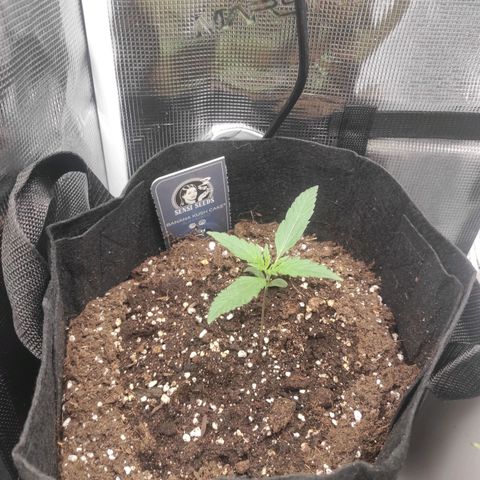Banana Kush Cake Automatic growlog timeline photo