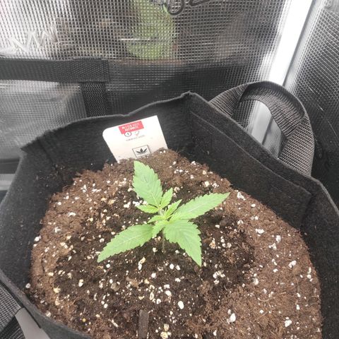 Master Kush Automatic growlog timeline photo
