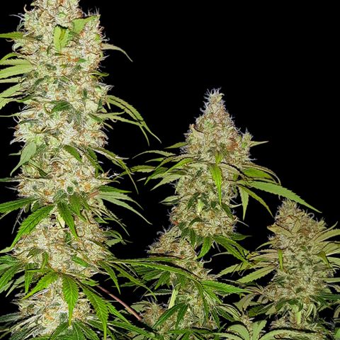 Banana Kush Cake Automatic growlog timeline photo