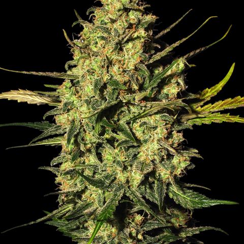 Master Kush Automatic growlog timeline photo