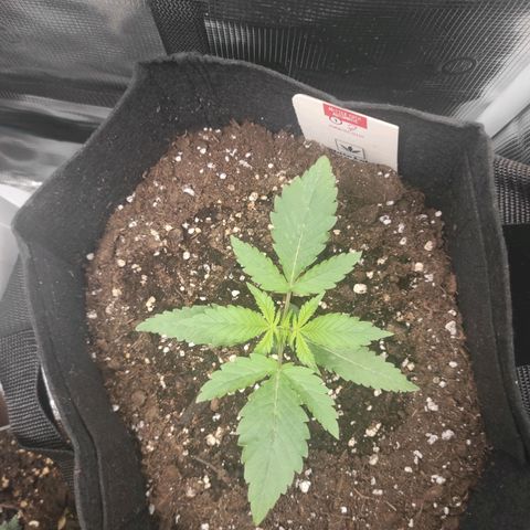 Master Kush Automatic growlog timeline photo