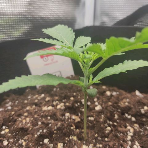 Master Kush Automatic growlog timeline photo