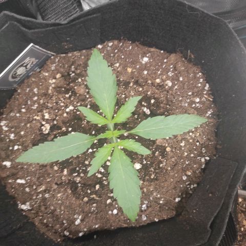 Banana Kush Cake Automatic growlog timeline photo