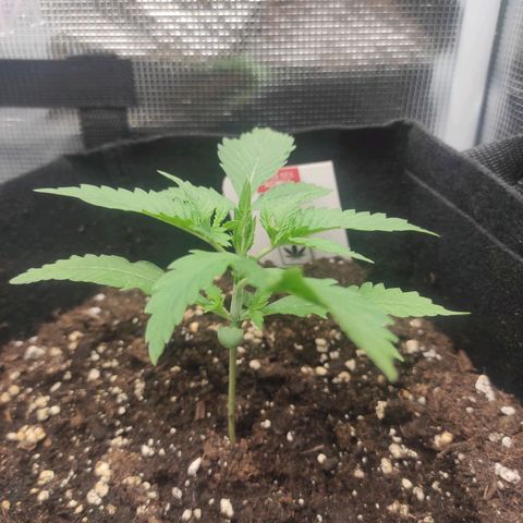 Master Kush Automatic growlog timeline photo