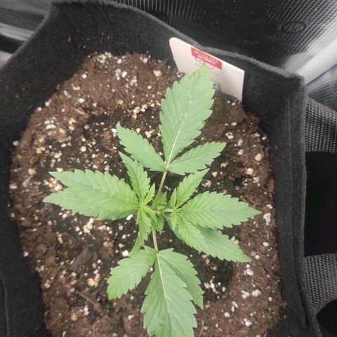 Master Kush Automatic growlog timeline photo