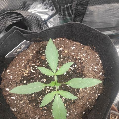 Banana Kush Cake Automatic growlog timeline photo