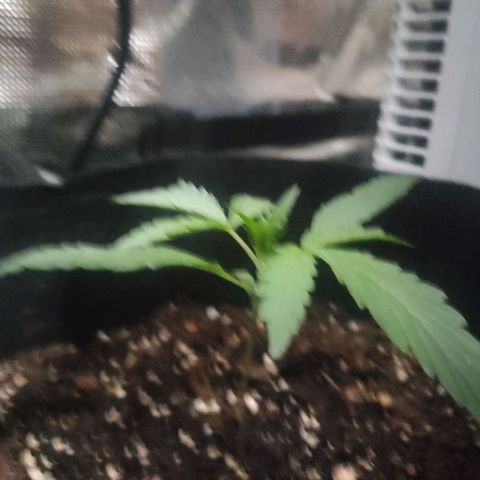 Banana Kush Cake Automatic growlog timeline photo