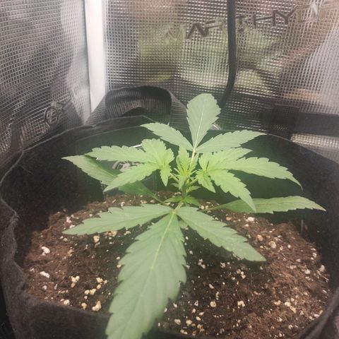 Banana Kush Cake Automatic growlog timeline photo