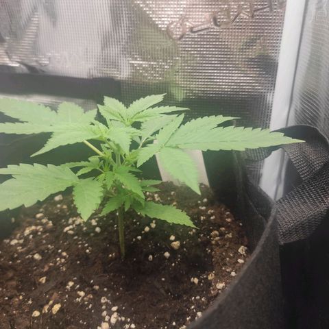 Master Kush Automatic growlog timeline photo