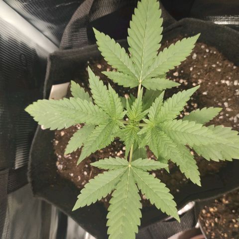 Master Kush Automatic growlog timeline photo