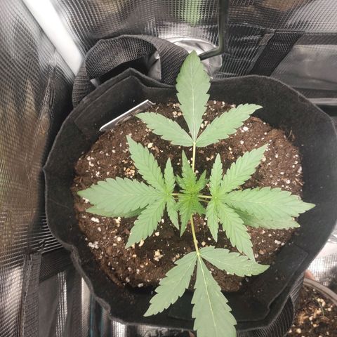 Banana Kush Cake Automatic growlog timeline photo