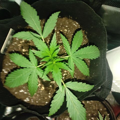 Banana Kush Cake Automatic growlog timeline photo