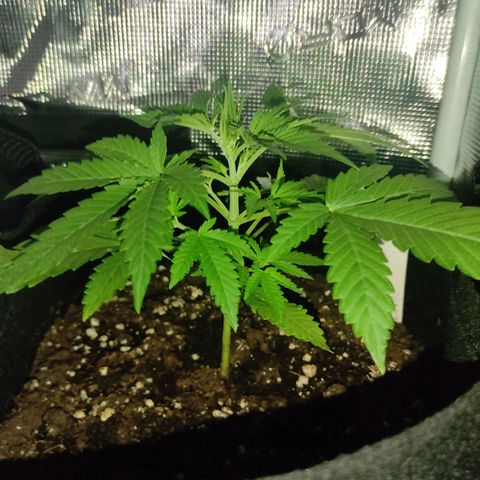 Master Kush Automatic growlog timeline photo