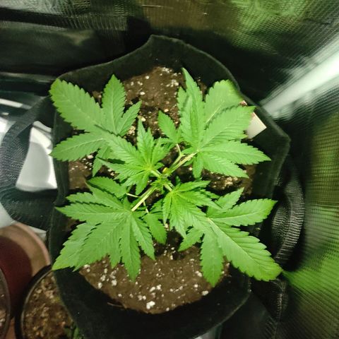 Master Kush Automatic growlog timeline photo
