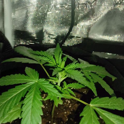 Banana Kush Cake Automatic growlog timeline photo
