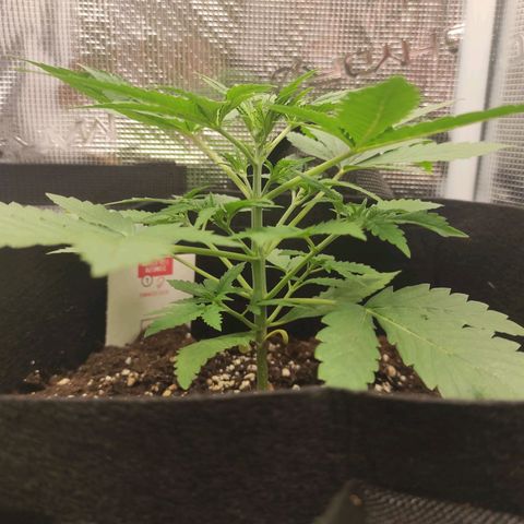 Master Kush Automatic growlog photo: 17cm