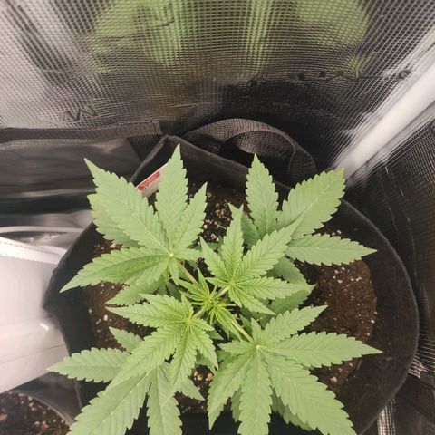 Master Kush Automatic growlog photo: 17cm