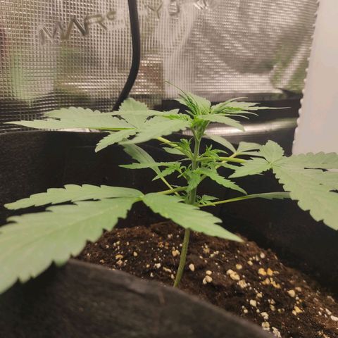 Banana Kush Cake Automatic growlog photo: 15cm