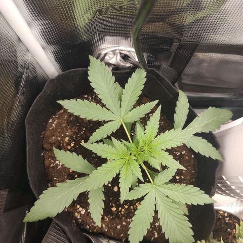 Banana Kush Cake Automatic growlog photo: 15cm