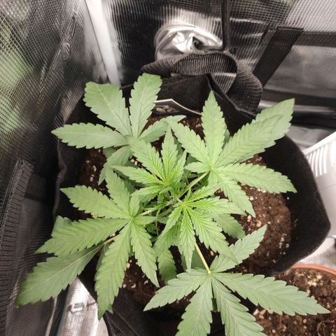 Banana Kush Cake Automatic growlog timeline photo